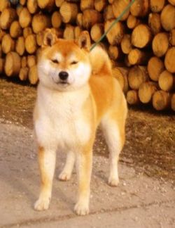 picture of dog