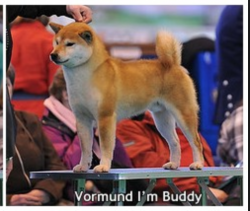 picture of dog