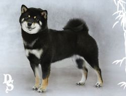 picture of dog