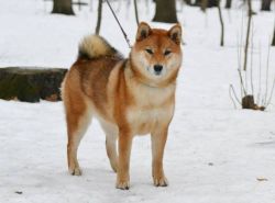 picture of dog