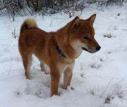 picture of dog