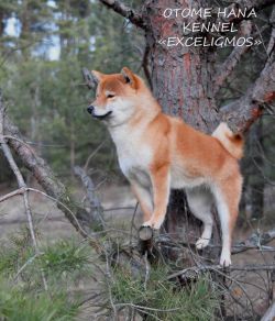 picture of dog