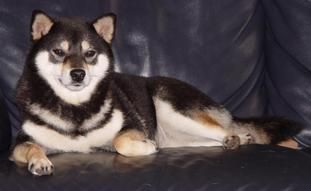 picture of dog