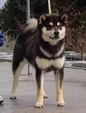 picture of dog