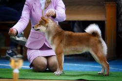 picture of dog