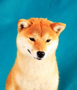 picture of dog
