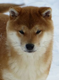picture of dog