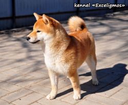picture of dog
