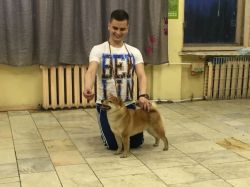 picture of dog