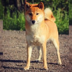 picture of dog