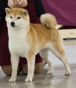 picture of dog