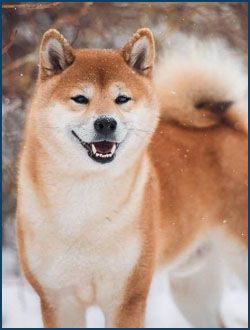 picture of dog