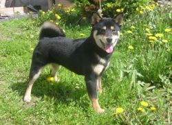 picture of dog
