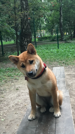 picture of dog