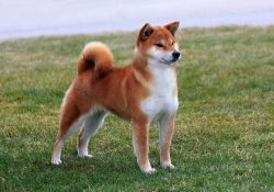 picture of dog