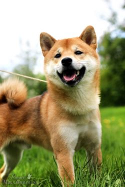 picture of dog