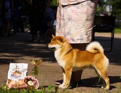 picture of dog