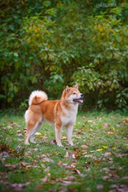 picture of dog