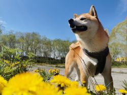 picture of dog