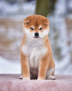 picture of dog