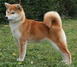 picture of dog