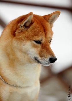 picture of dog