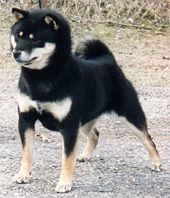 picture of dog
