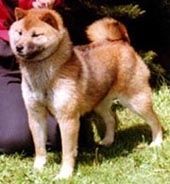 picture of dog