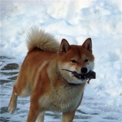 picture of dog