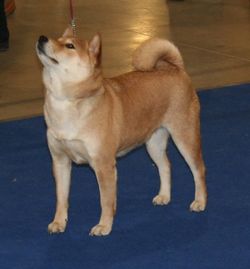 picture of dog