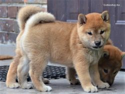 picture of dog