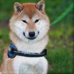 picture of dog