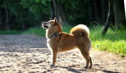 picture of dog