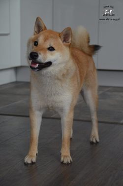 picture of dog