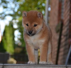 picture of dog