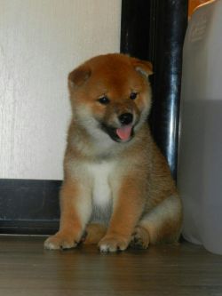 picture of dog