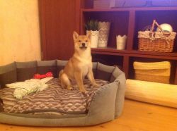 picture of dog