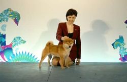 picture of dog