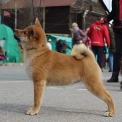 picture of dog