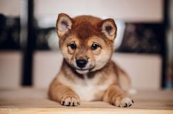 picture of dog