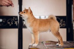 picture of dog