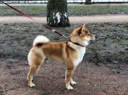 picture of dog