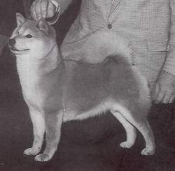 picture of dog