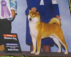 picture of dog