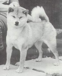 picture of dog