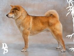picture of dog