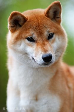 picture of dog
