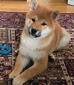 picture of dog
