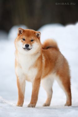 picture of dog
