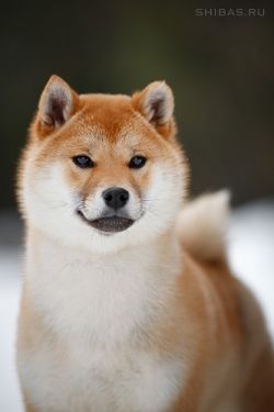 picture of dog